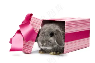 高清小兔子图片