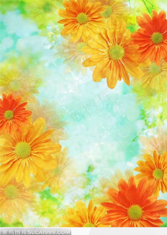 雏菊