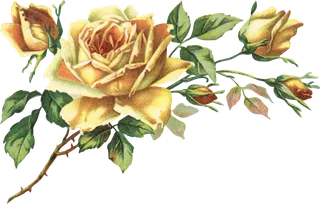 古典花卉png免扣素材