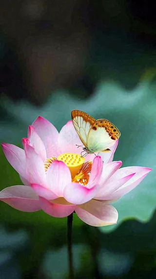 夏日清新荷塘荷花绿色大气摄影，立夏夏至处暑摄影图