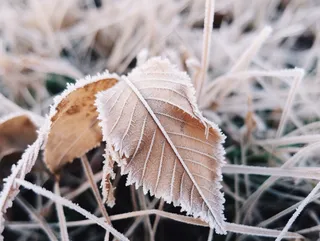 初冬叶子结满白色摄影图 