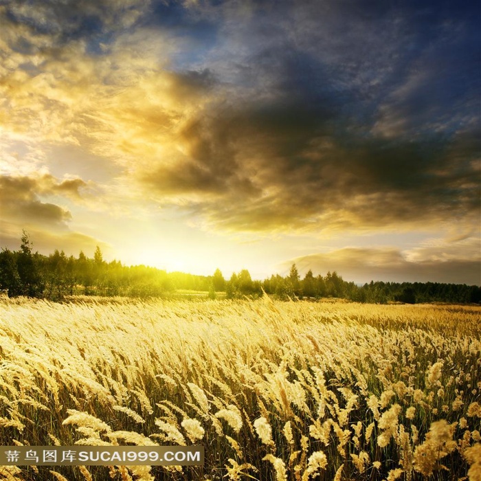 傍晚时分的芦苇田