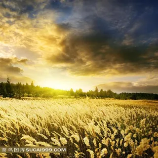 傍晚时分的芦苇田