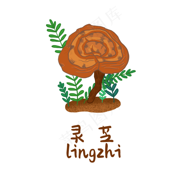 手绘草本中药药材灵芝