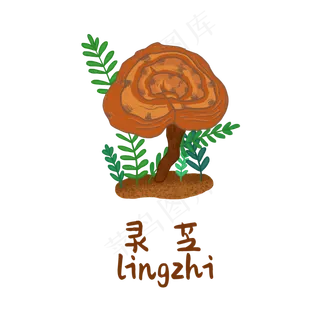 手绘草本中药药材灵芝