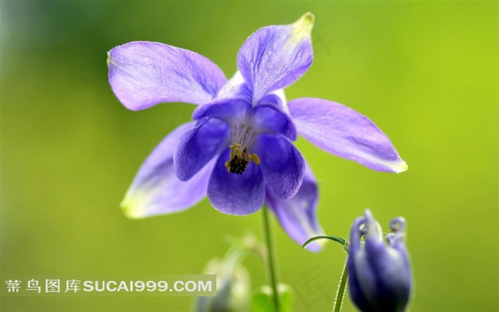 阳光下的盛开的蓝色兰花