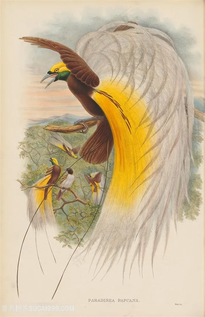 水墨水彩鸟高清装饰画插画