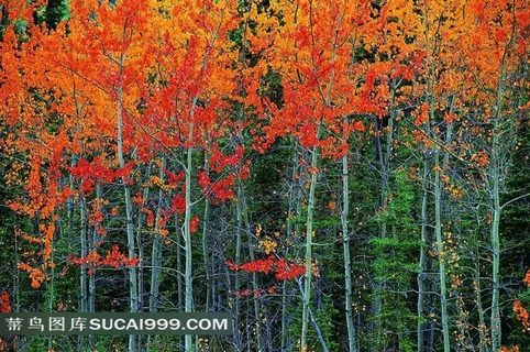 一片红色的树林
