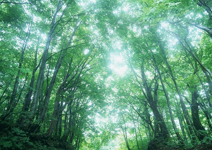树木风景环境图片素材