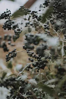 结黑色浆果的植物图片 结黑色浆果的植物图片