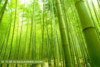 阳光竹林唯美风景