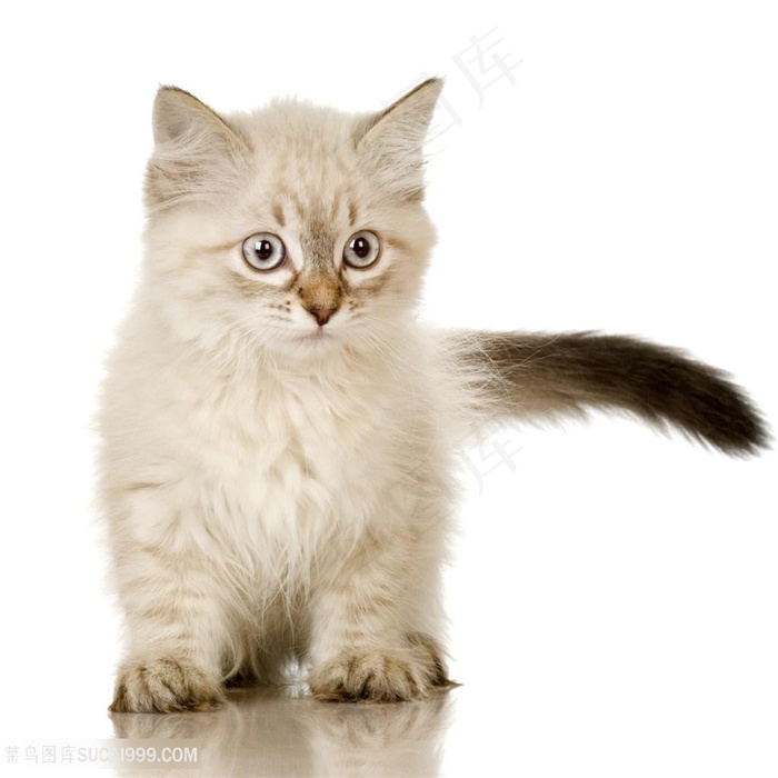 漂亮的小猫动物高清
