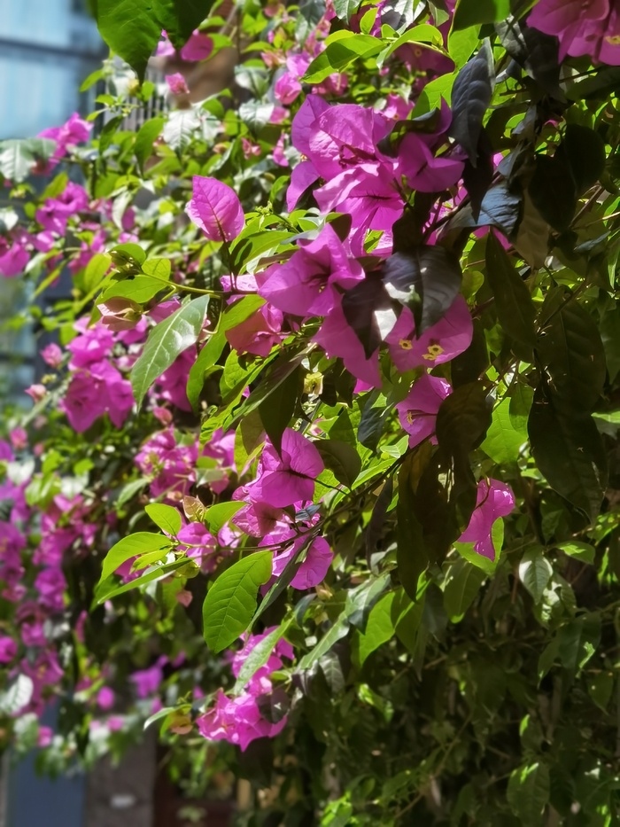 三角梅花卉图片