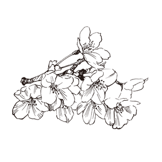 线条草本花卉手绘植物-樱花
