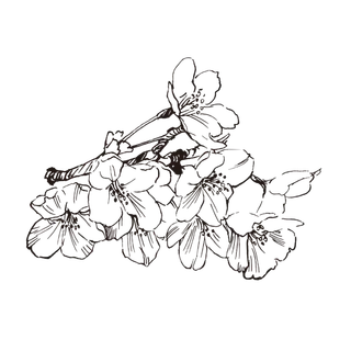 线条草本花卉手绘植物-樱花