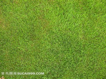 绿色草地背景图片