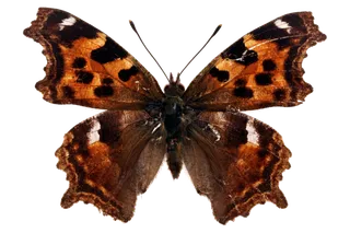 蝴蝶 彩蝶 花蝴蝶 动物 昆虫 免抠