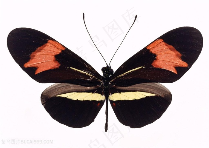 高清红白黑色蝴蝶标本图片
