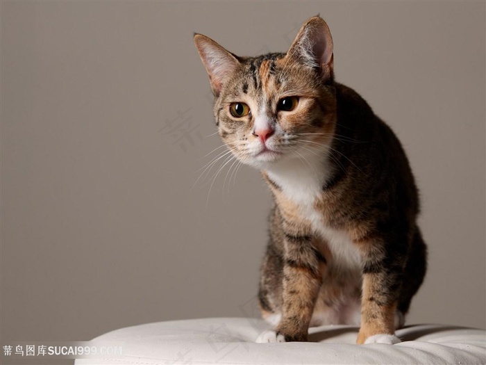 超高清狸花猫猫咪摄影图片