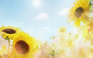 图片设计素材背景鸟语花香