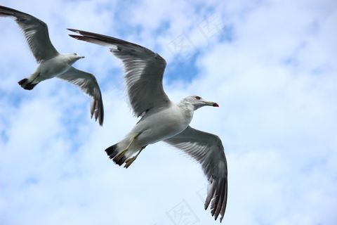 飞翔的海鸥图片 飞翔的海鸥图片
