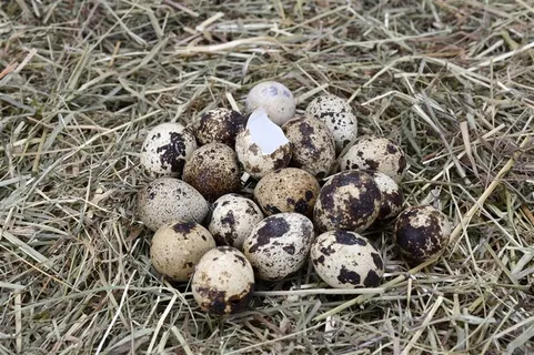 营养丰富的鹌鹑蛋图片