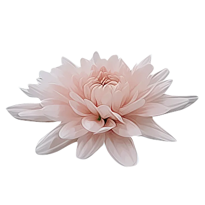 中国古风元素莲花