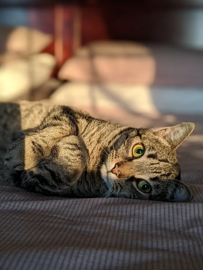 可爱猫咪猫猫摄影素材