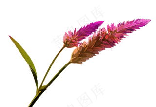 绘画, 剪贴簿, 艺术, 创造性地, 花卉绘画 