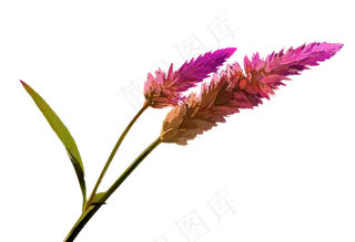 绘画, 剪贴簿, 艺术, 创造性地, 花卉绘画 