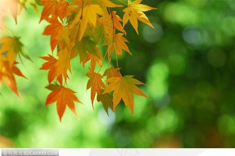 枫叶美景-漂亮的黄色枫叶