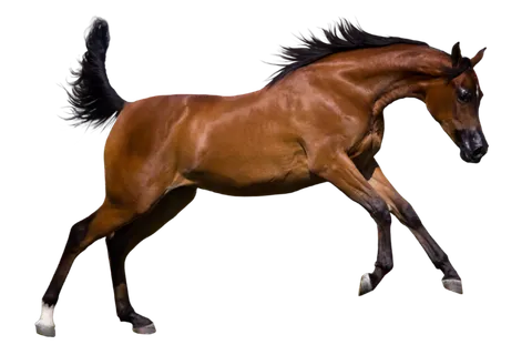 马动物免扣素材透明背景野马