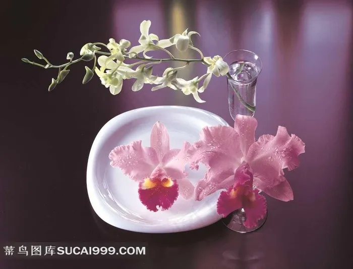 粉红色的花枝特写摄影高清图片