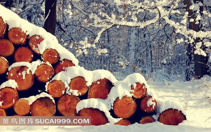 冬日树木雪景摄影图片