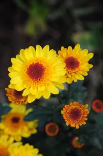 黄色菊花图片素材 黄色菊花图片素材