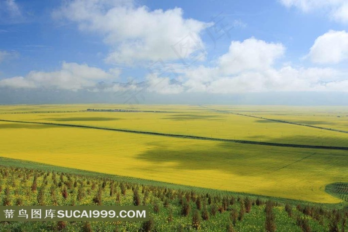 青海门源油菜花风景