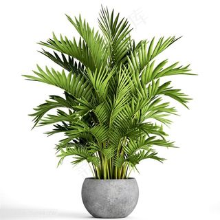 天堂棕榈树绿植装饰高清图片