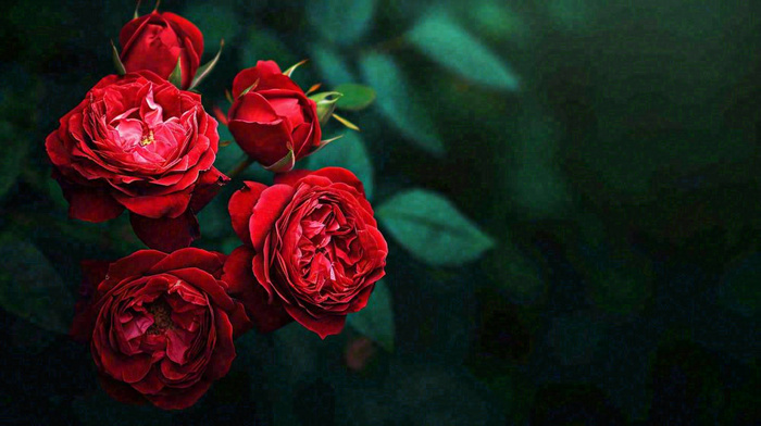红玫瑰鲜花艳丽，花朵暗黑摄影图(1456x816)