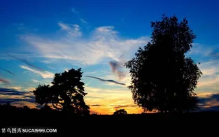 黄昏大树风景画