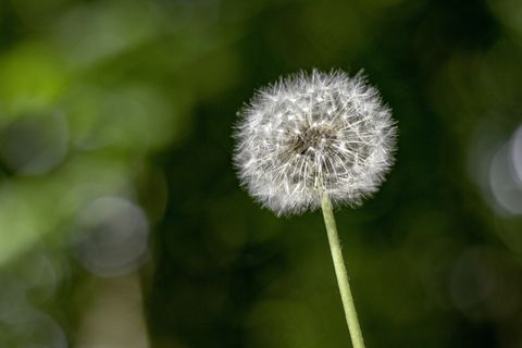 白色蒲公英高清图片 白色蒲公英高清图片