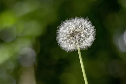白色蒲公英高清图片 白色蒲公英高清图片