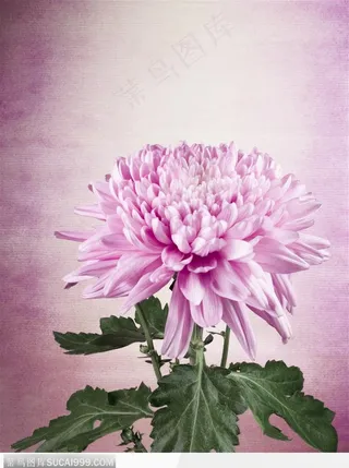 花束物语-紫色菊花