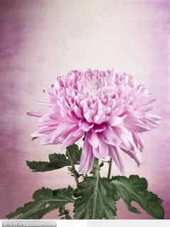 花束物语-紫色菊花 花束物语-紫色菊花