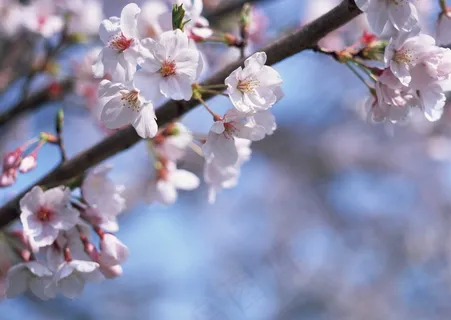 梅花图片 梅花图片