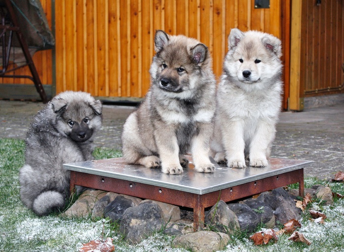 可爱呆萌小猎犬图片