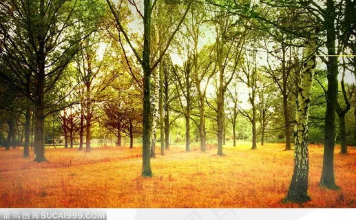 金色秋天落叶树林风景高清电脑壁纸