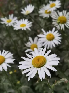 大滨菊花卉图片