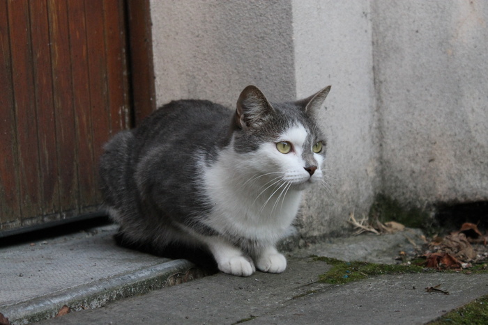 猫流浪猫野猫山猫动物设计素材