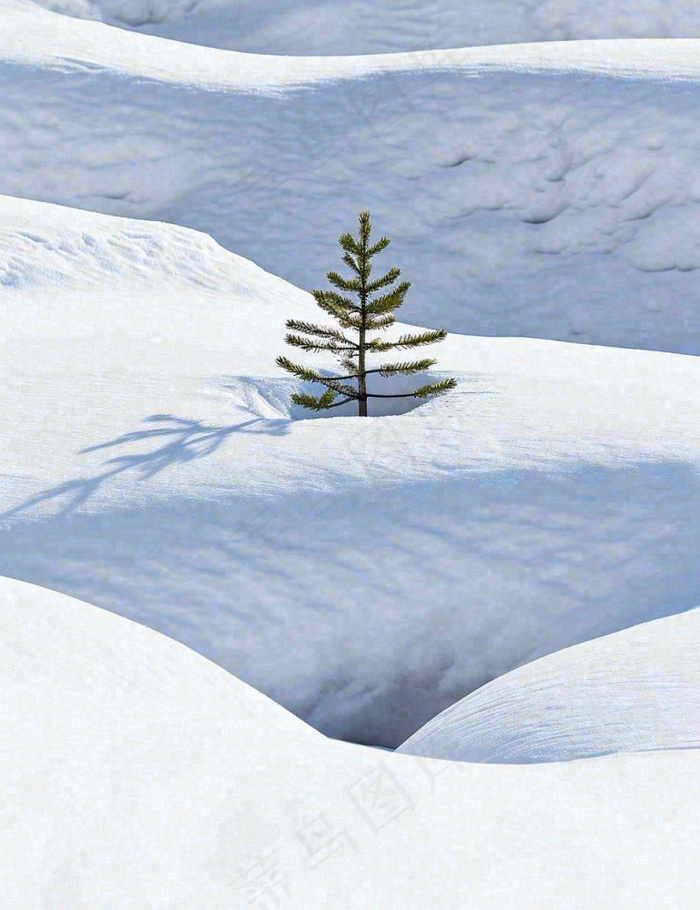 冬天意境简约松树雪地，立冬冬至小雪大雪小寒大寒(960x1248)