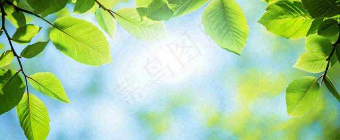 春天阳光绿叶嫩芽清新，立春春分摄影图(1712x704)